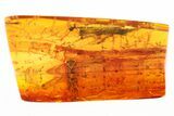 Detailed Fossil Leafhopper (Cicadellidae) In Baltic Amber #307223-2